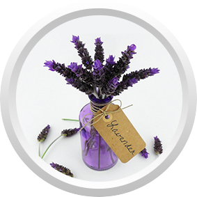 LAVENDER Eterix